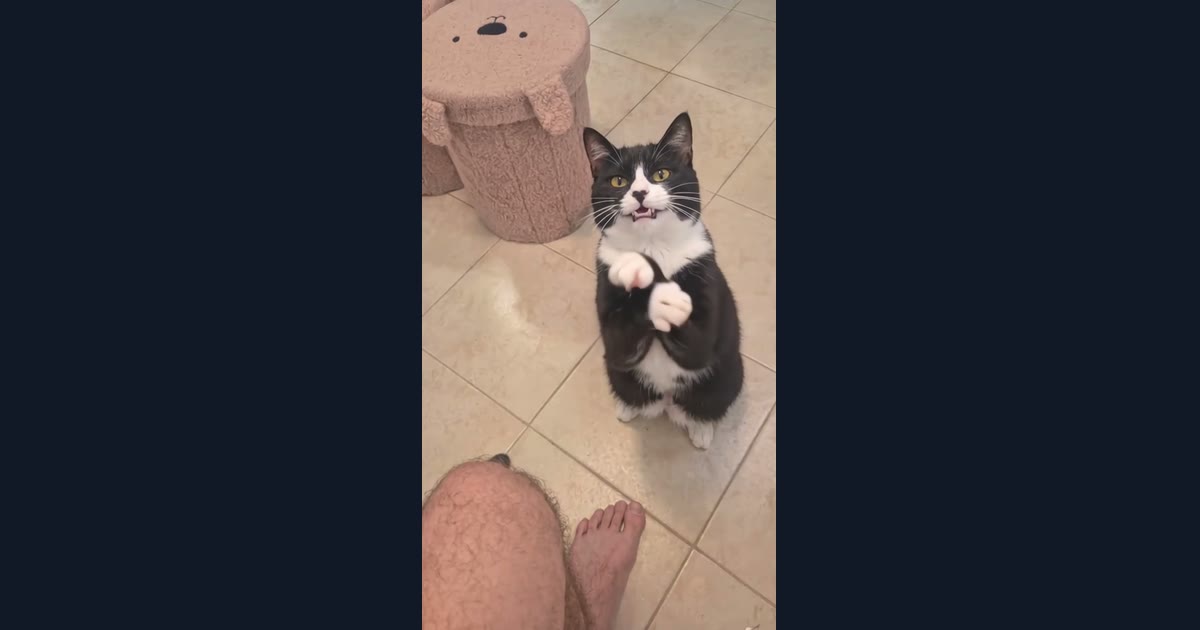 Cat Clapping template on ViralReel — a cat sits up and claps on a phone video